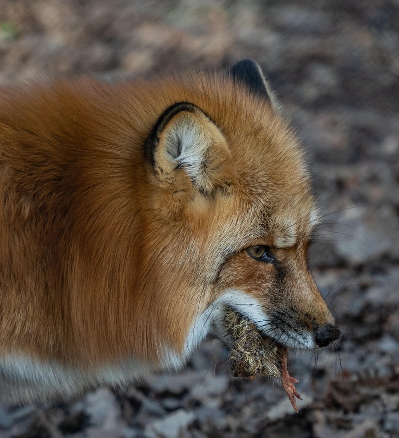 Fennec Fox